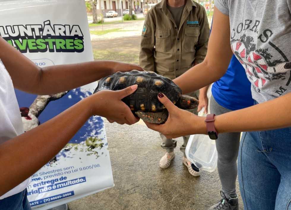 UFRB e Inema unem forças em campanha pela preservação da fauna em Amargosa Ações educativas mobilizaram escolas e comunidade, incentivando a entrega voluntária de animais silvestres e a valorização da vida na natureza