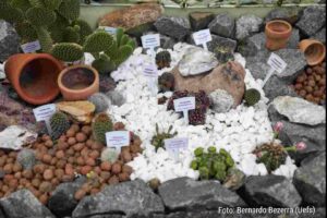 Uefs inaugura cactário voltado à pesquisa, ensino e preservação da caatinga Novo espaço do Herbário amplia estudos botânicos e aproxima universidade da comunidade