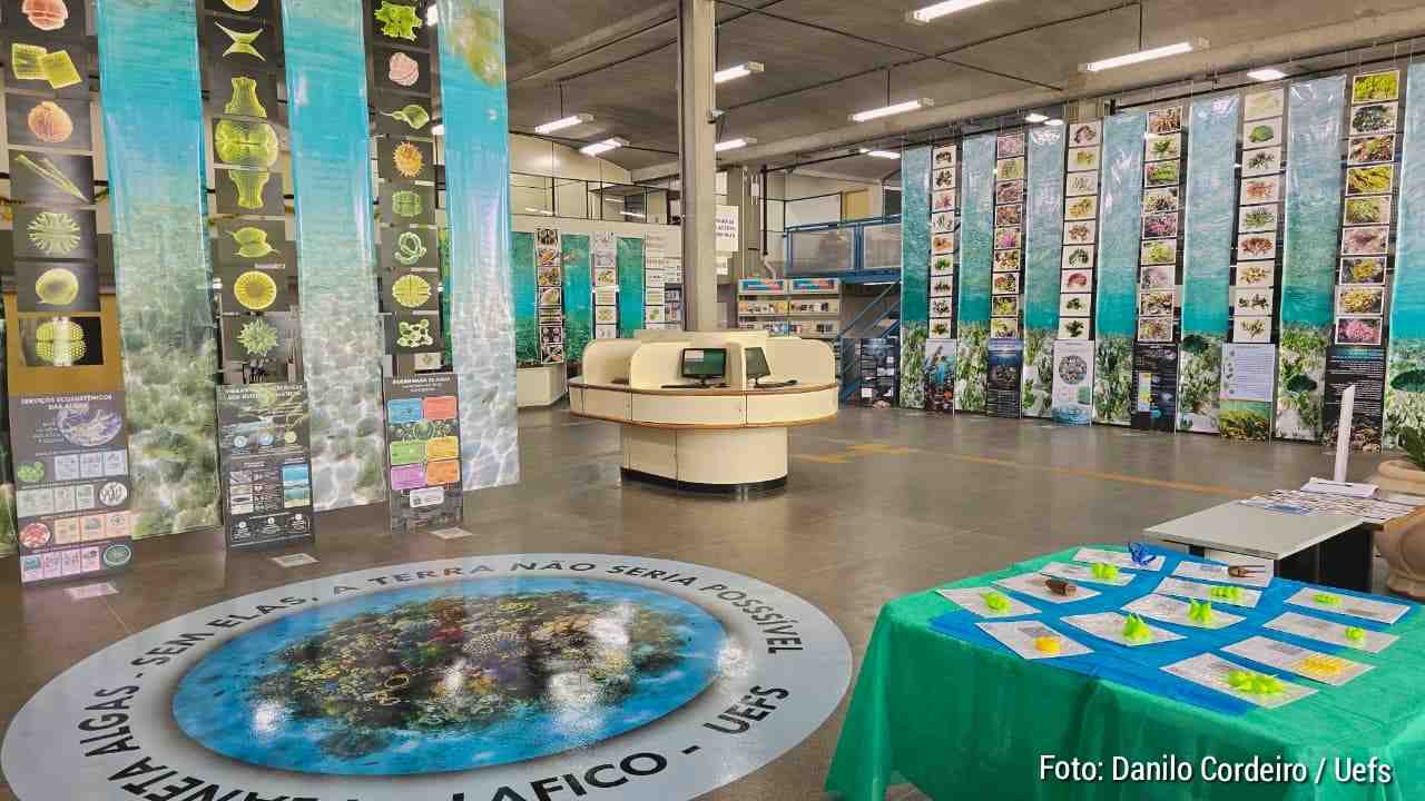 Sem algas, não haveria planeta habitável Exposição na Uefs revela por que esses organismos sustentam a vida na Terra