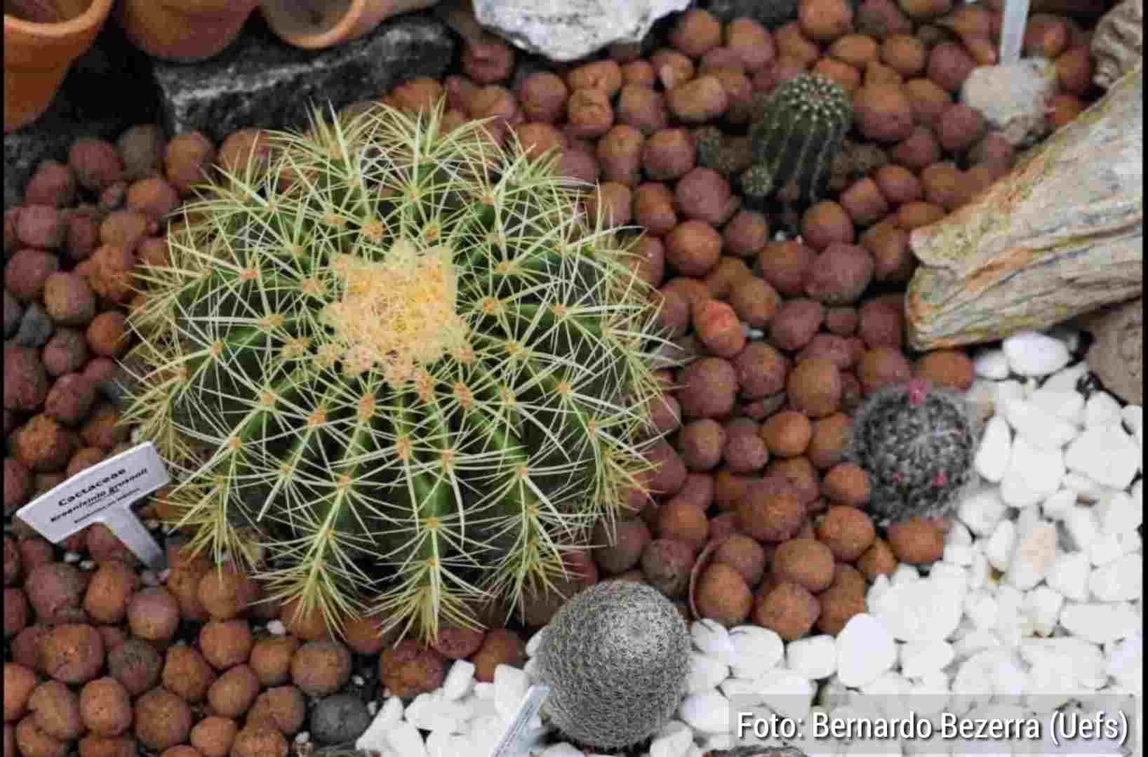 Uefs inaugura cactário voltado à pesquisa, ensino e preservação da caatinga Novo espaço do Herbário amplia estudos botânicos e aproxima universidade da comunidade