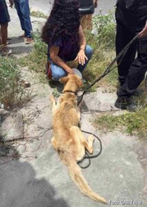 OAB Feira participa de operação que resulta em prisão por maus-tratos a animal Atuação conjunta com a Polícia Civil garantiu resgate de cão em situação grave de abandono em Feira de Santana