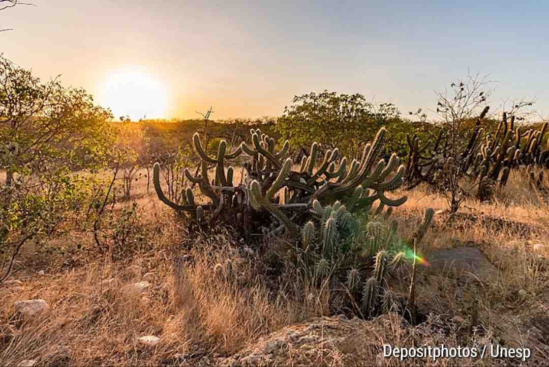 caatinga-Depositphotos_226887538_L