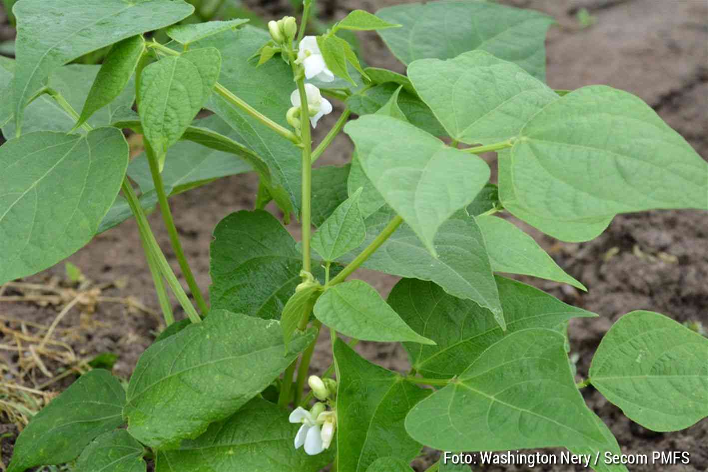Sem defensivos é diferencial da agricultura de Feira de Santana Parte significativa da produção da zona rural é cultivada sem defensivos químicos, mas característica não se estende a todos os produtos comercializados no município