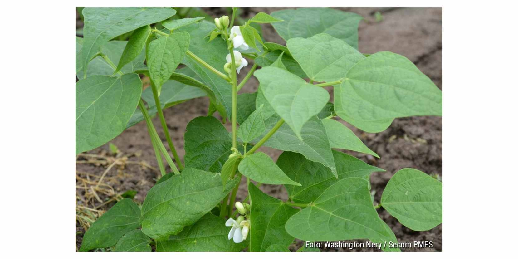 Sem defensivos é diferencial da agricultura de Feira de Santana Parte significativa da produção da zona rural é cultivada sem defensivos químicos, mas característica não se estende a todos os produtos comercializados no município