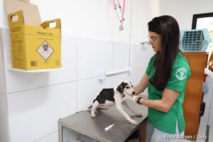 Uefs enfrenta superpopulação de animais e alerta para abandono em Feira de Santana Com até 200 cães e gatos no campus, universidade reforça ações de manejo e cobra responsabilidade da população
