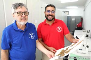 Nova espécie de planta é identificada na Caatinga por pesquisadores da UefsEstudo diferencia a Cenostigma lewisii de espécie semelhante e amplia o conhecimento sobre a biodiversidade do semiárido