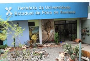 Nova espécie de planta é identificada na Caatinga por pesquisadores da Uefs Estudo diferencia a Cenostigma lewisii de espécie semelhante e amplia o conhecimento sobre a biodiversidade do semiárido