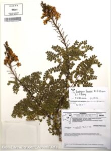 Nova espécie de planta é identificada na Caatinga por pesquisadores da Uefs Estudo diferencia a Cenostigma lewisii de espécie semelhante e amplia o conhecimento sobre a biodiversidade do semiárido