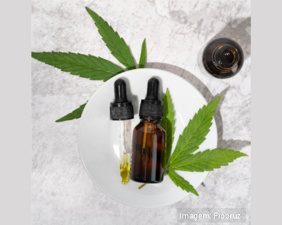 Cannabis medicinal avança, mas acesso ainda é restrito no Brasil Uso terapêutico cresce com novas regras da Anvisa, porém alto custo e estigma mantêm tratamento distante da maioria