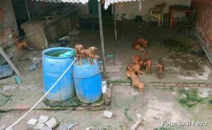 Cães mortos eram descartados em fossa dentro de imóvel no Tomba Operação conjunta da Polícia Civil e da Comissão de Proteção e Defesa Animal da OAB Feira resgatou 13 cães em situação de abandono e insalubridade