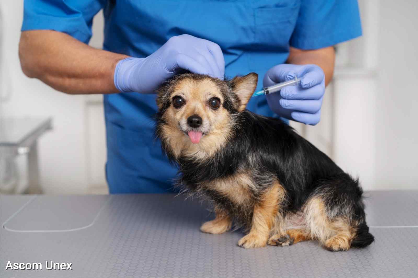 Estudantes de Medicina Veterinária participam de vacinação antirrábica em Feira Campanha será realizada na Clínica Escola da Unex, no bairro SIM, com atendimento gratuito para cães e gatos Estudantes e professores do curso de Medicina Veterinária da Unex participarão, ao lado dos agentes do Centro de Controle de Zoonoses (CCZ), da campanha de vacinação antirrábica neste sábado (29). A ação ocorrerá das 9h às 16h, na Clínica Escola da instituição, em Feira de Santana, localizada na avenida Artêmia Pires, bairro SIM.