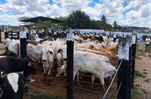 Jornalistas e economista visitam o Campo do Gado Novo e sugerem valorização cultural O Campo do Gado Novo guarda uma parte da identidade de Feira de Santana que merece ser mais conhecida e valorizada. Nessa segunda-feira (21), uma visita ao local reuniu os jornalistas Everaldo Goes, Glauco Wanderley e Jânio Rêgo e o economista e professor da Uefs Antônio Rosevaldo Ferreira. Além de observar o comércio de animais, o grupo conversou sobre possibilidades de fortalecer o espaço como ponto de cultura, lazer e convivência. Instalado no bairro de mesmo nome, o complexo mantém uma atividade ligada à formação da cidade. O movimento encontrado, porém, foi pequeno. As segundas-feiras tradicionalmente marcadas por intensa circulação de compradores, criadores e comerciantes deram lugar, naquela manhã, a poucos estabelecimentos abertos, inclusive selarias. Entre os criadores presentes estava Carlos César Souza, que contou ter se deslocado do distrito da Matinha para comercializar bezerros nelore. Em um período de estiagem, o encontro também trouxe à conversa a importância das chuvas para a atividade rural e para quem vive da criação de animais. Mesmo com a circulação reduzida, o Campo do Gado conserva atrativos. Restaurantes, comidas, bebidas e vaqueiros a cavalo compõem um ambiente agradável, de encontros e conversas, onde os costumes sertanejos permanecem vivos. Na avaliação do grupo, uma programação cultural permanente poderia atrair novos públicos, beneficiar os estabelecimentos e ampliar as oportunidades de trabalho e renda. Entre as possibilidades discutidas estão apresentações culturais, valorização da culinária regional e eventos ligados às tradições dos vaqueiros. Os visitantes também lembraram as vaquejadas que, no passado, atraíam pessoas de diversos estados brasileiros. A proposta é fortalecer essa vocação cultural, somando atividades ao comércio de gado e dando maior visibilidade ao equipamento. Há ali mais que currais e negócios. Há saberes, sabores e histórias de quem mantém viva a relação de Feira com o campo. Aproximar a população desse patrimônio pode ajudar a escrever um novo capítulo para o lugar. 22/09/26