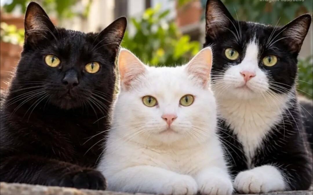 Gatos gato