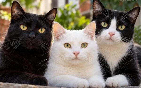 Gatos gato